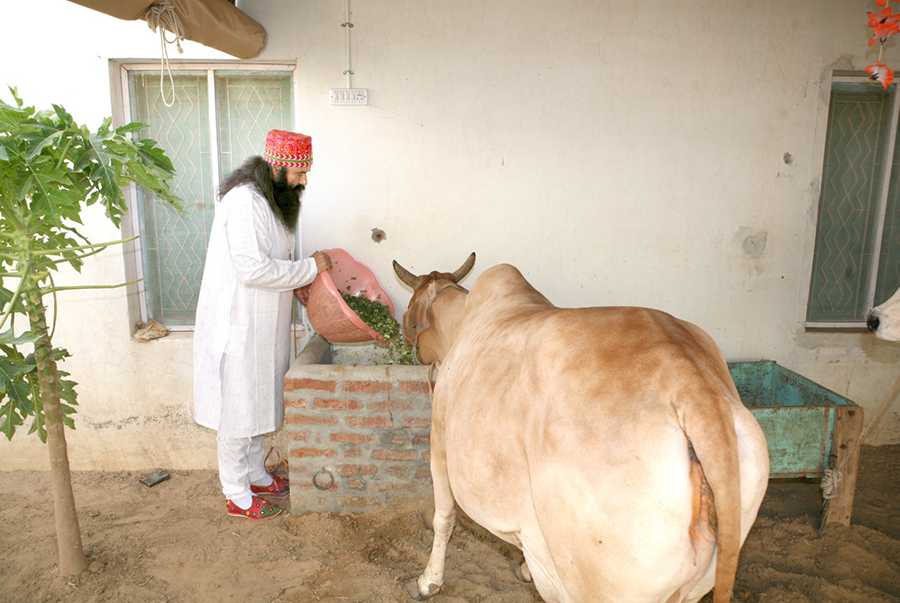 Cow Sewa